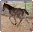 Moonbeam