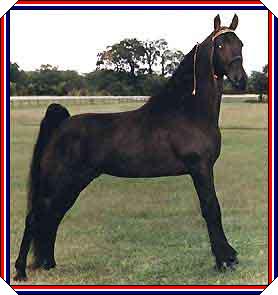 Pride's Night Prowler