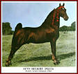 Sun's Delight D. 1963 WGCH