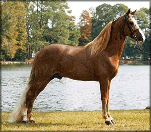 ROYAL LIMELIGHT, champion Tennessee Walking Horse at stud