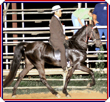 This is Shock N Awesome at the 2006 Farmerville show.  This was his first class in his first show.