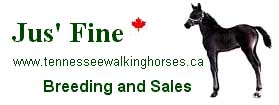 Jus' Fine Tennessee Walking Horses -  Alberta breeding farm. Foals and yearlings for sale. Registered Tennessee Walking Horse stallion, My Touch of Pride, at stud. Members of TWHBEA and CRTWH.