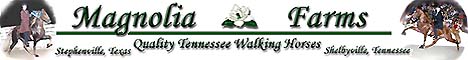 Magnolia Farms in Texas and Tennessee for top quality Tennessee Walking Horses.